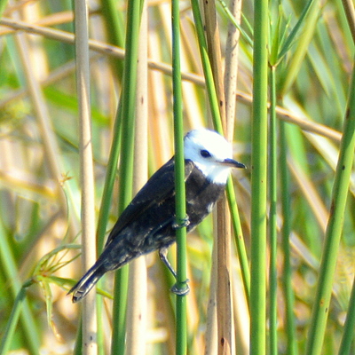 Black-and-White Monjta